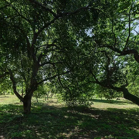 Gospodarstwo agroturystyczne Casa Amorim Girao Fatauncos