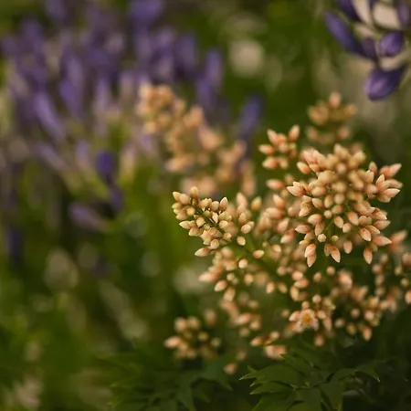 Gospodarstwo agroturystyczne Casa Amorim Girao Fatauncos