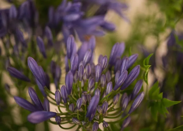 Casa Amorim Girao Séjour à la ferme *
